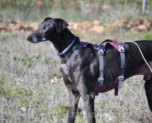 Sultan-Galgo