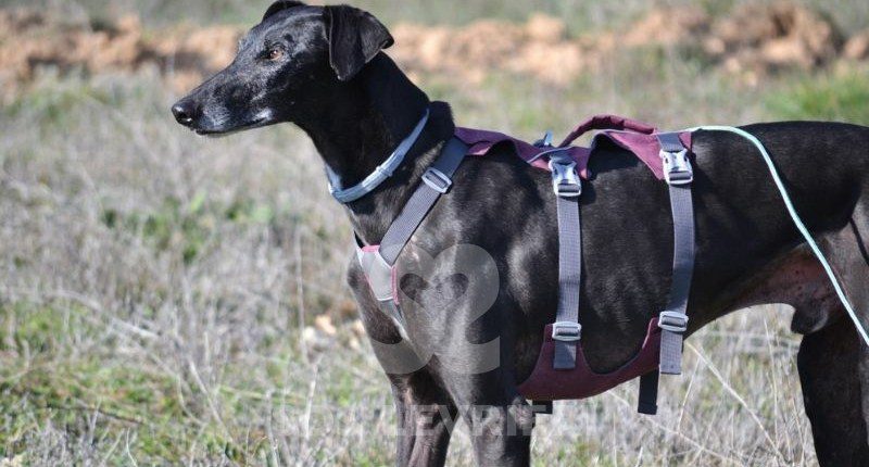 Sultan-Galgo