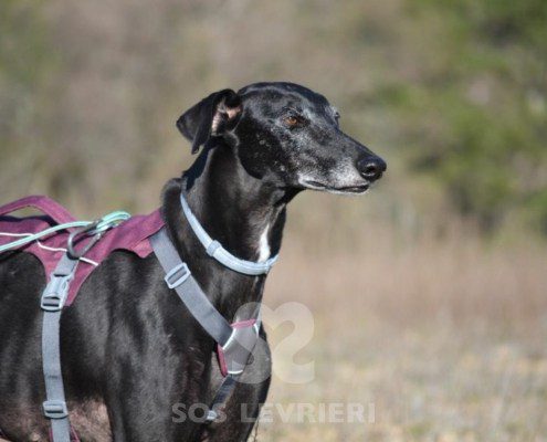 Sultan-Galgo