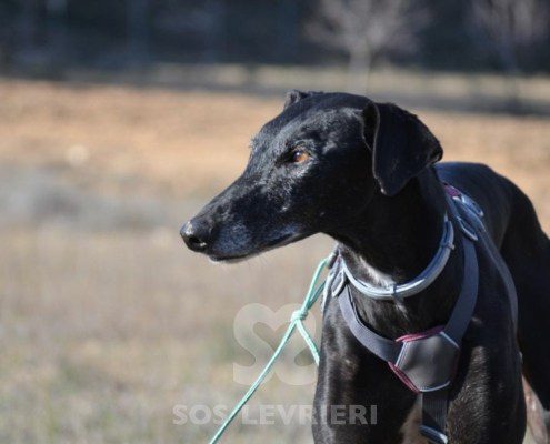 Sultan-Galgo