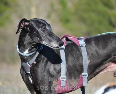 Sultan-Galgo