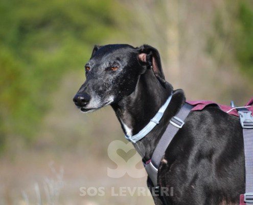 Sultan-Galgo