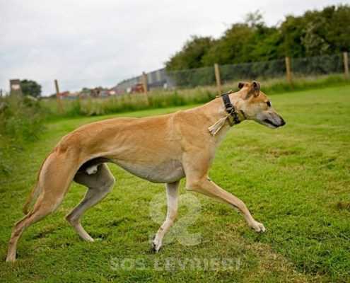 Yuri-Greyhound
