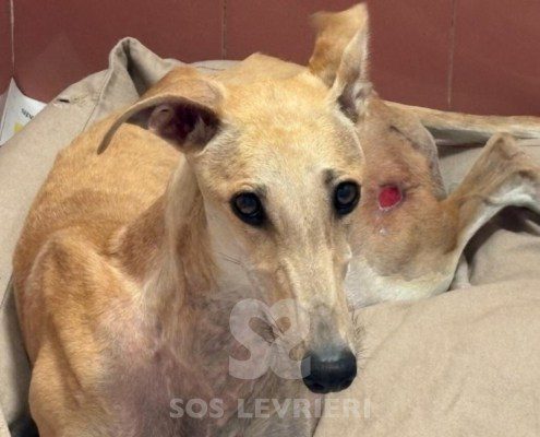 Albina-Galgo
