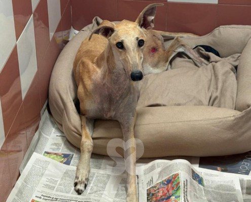 Albina-Galgo