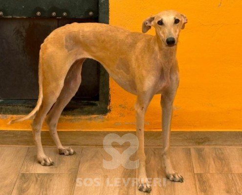 Albina-Galgo