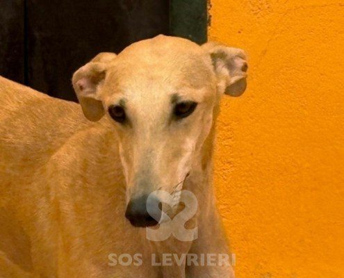 Albina-Galgo