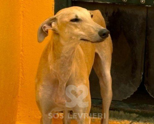 Albina-Galgo