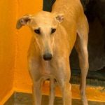 Albina-Galgo