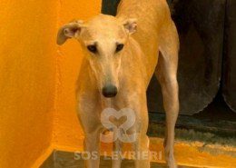 Albina-Galgo