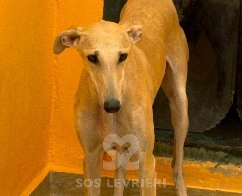 Albina-Galgo