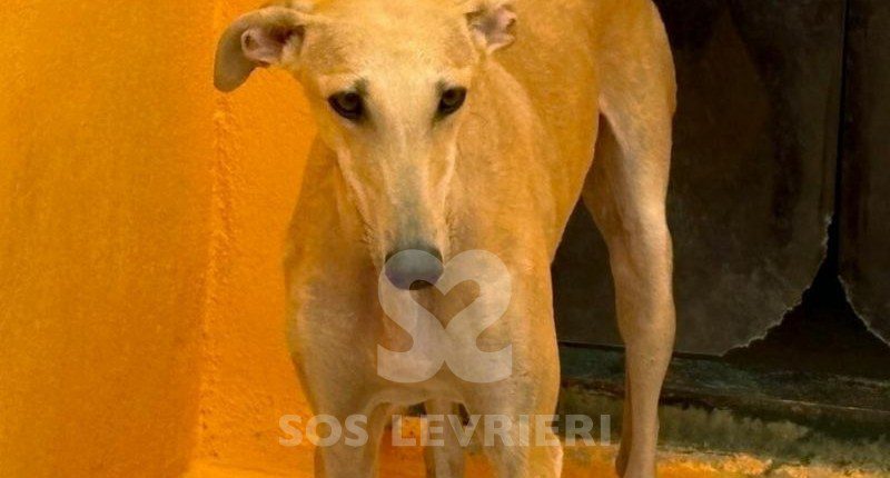 Albina-Galgo