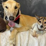 Ascot-Greyhound