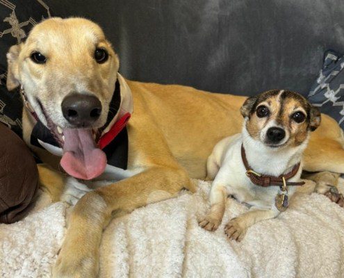 Ascot-Greyhound