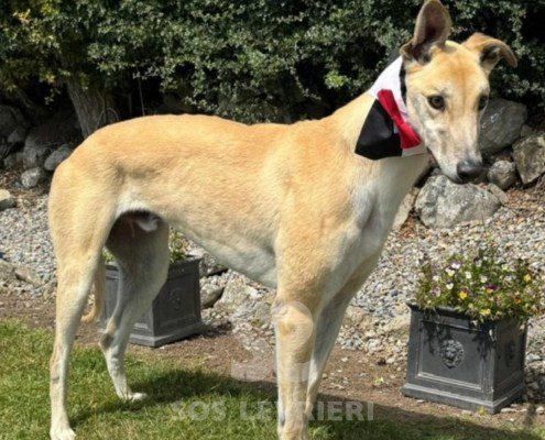 Ascot-Greyhound