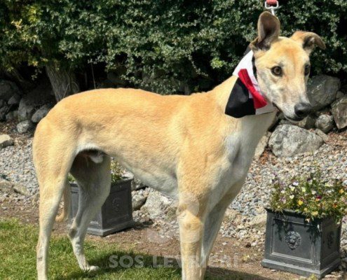 Ascot-Greyhound