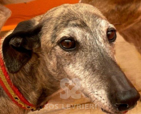 Bandeira-Galgo