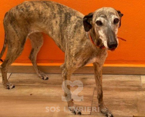 Bandeira-Galgo