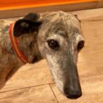 Bandeira-Galgo