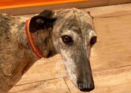 Bandeira-Galgo