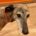 Bandeira-Galgo