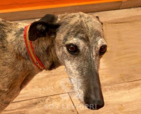 Bandeira-Galgo