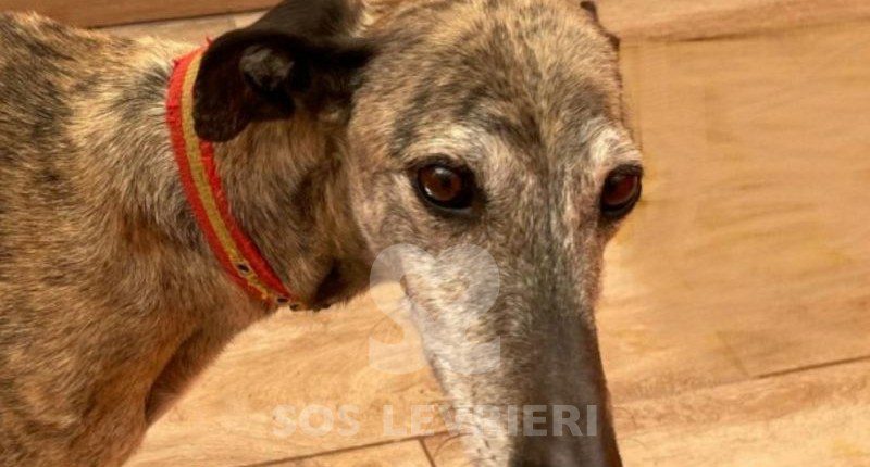 Bandeira-Galgo