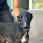 Barika-Galgo