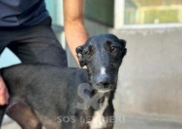 Barika-Galgo