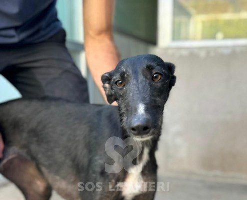 Barika-Galgo