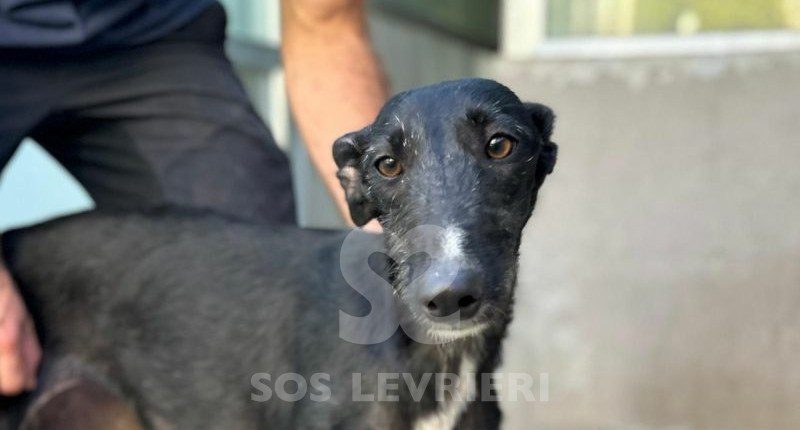 Barika-Galgo