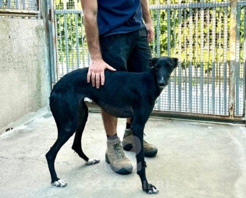 Barika-Galgo