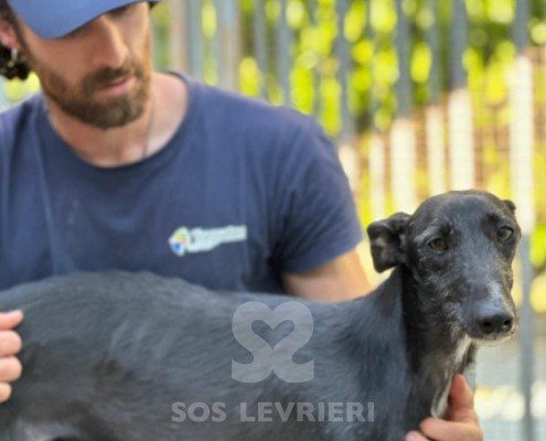Barika-Galgo