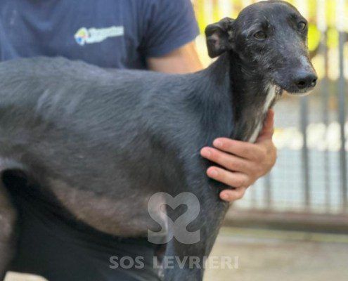 Barika-Galgo
