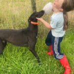 Batman-Greyhound