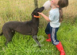 Batman-Greyhound
