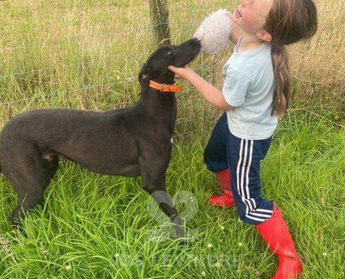 Batman-Greyhound