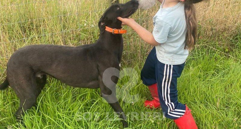 Batman-Greyhound