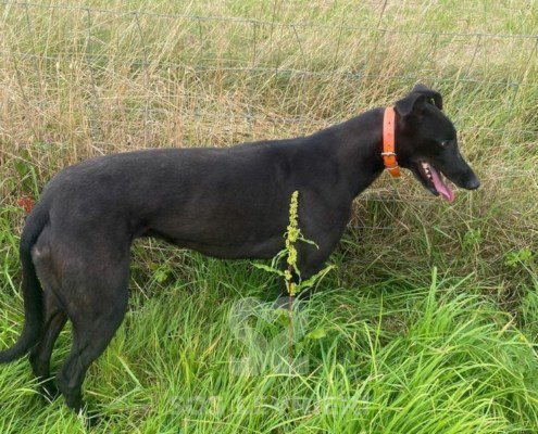 Batman-Greyhound