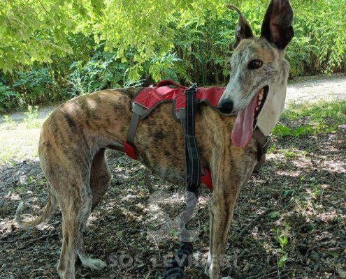 Chancla-Galgo