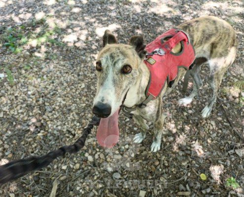 Chancla-Galgo