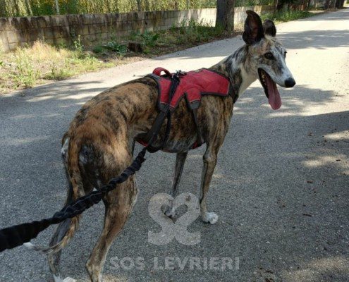 Chancla-Galgo
