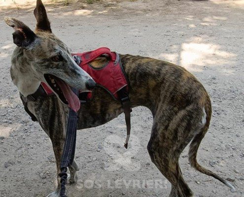 Chancla-Galgo