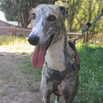 Chancla-Galgo