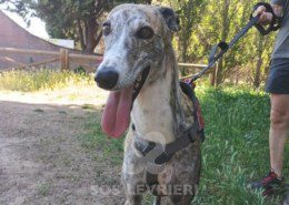 Chancla-Galgo