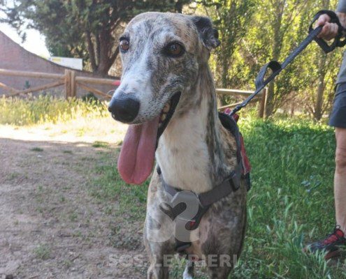 Chancla-Galgo