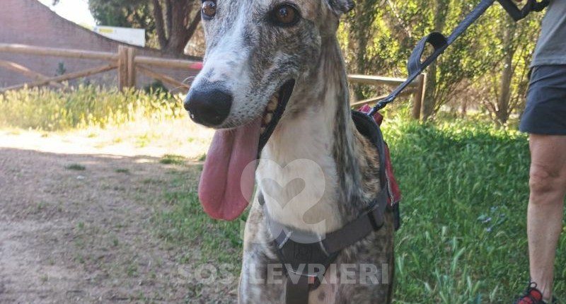 Chancla-Galgo