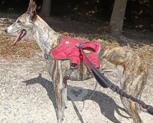 Chancla-Galgo