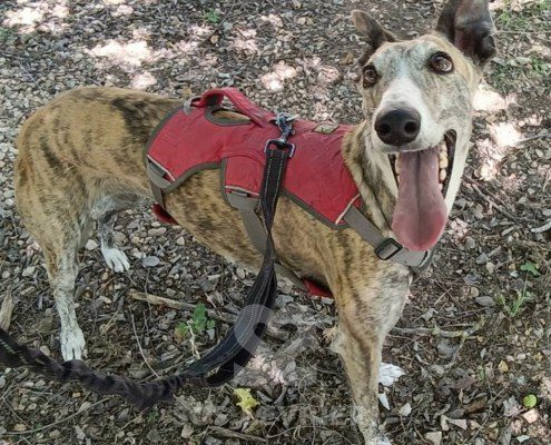 Chancla-Galgo