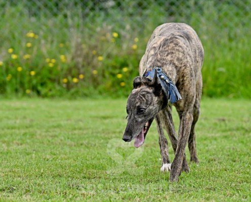 Charme-Greyhound